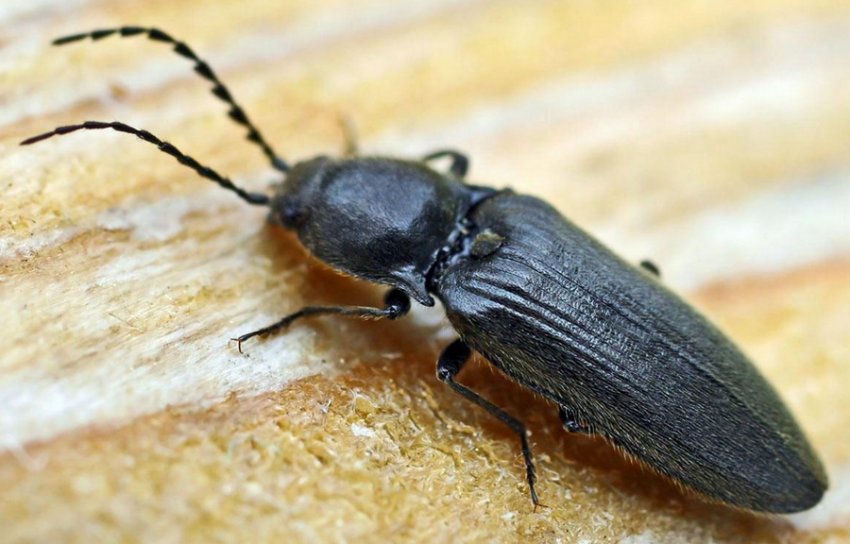 Жук ковалика