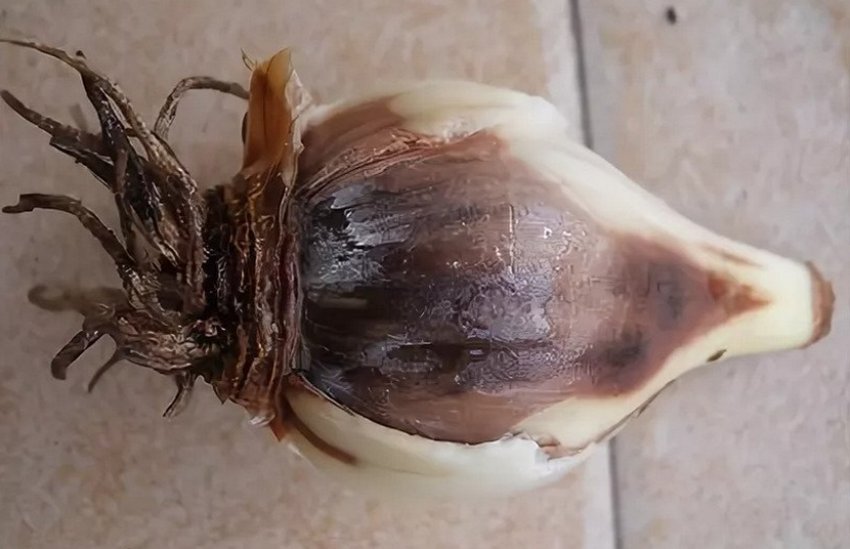 Гниль цибулин тюльпана