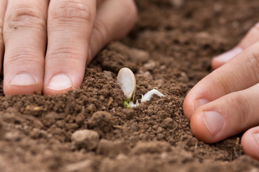 Посадка гарбуза Посадка гарбуза