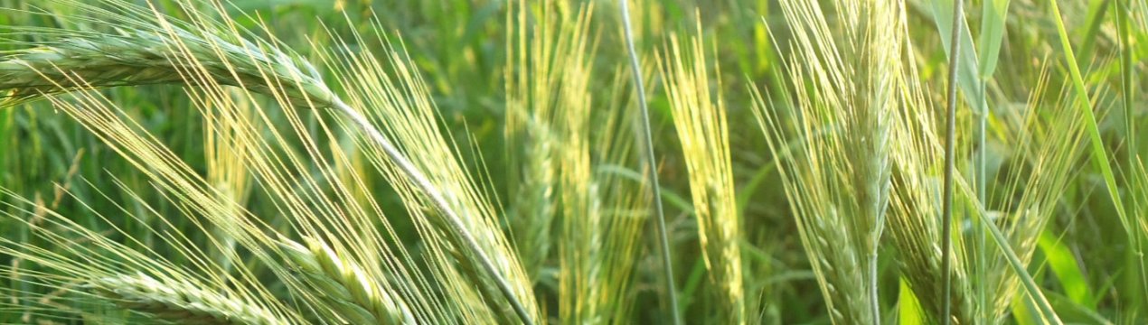 На Зауралля можуть закритися сортоиспытательные ділянки