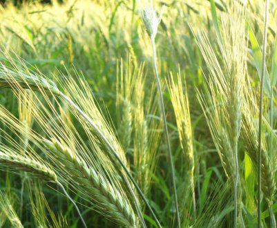 На Зауралля можуть закритися сортоиспытательные ділянки 