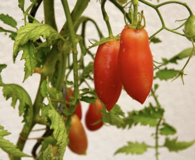 Томат «Перцевідние»: Гігант, Помаранчевий, Смугастий, Жовтий, Рожевий, Здоровань, Чорний