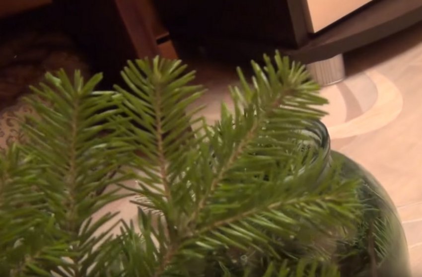 Нарізка хвої