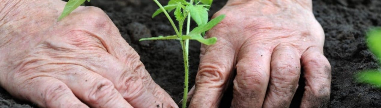 Коли і як садити помідори у відкритий грунт