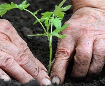 Коли і як садити помідори у відкритий грунт