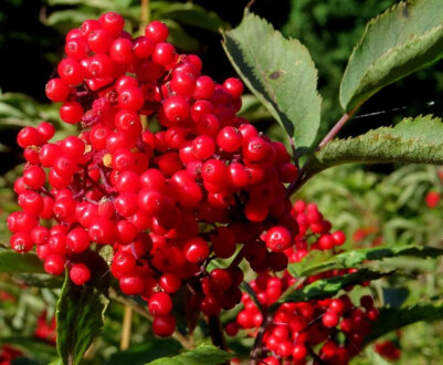 Опис бузини червоної, популярні сорти, посадка і догляд