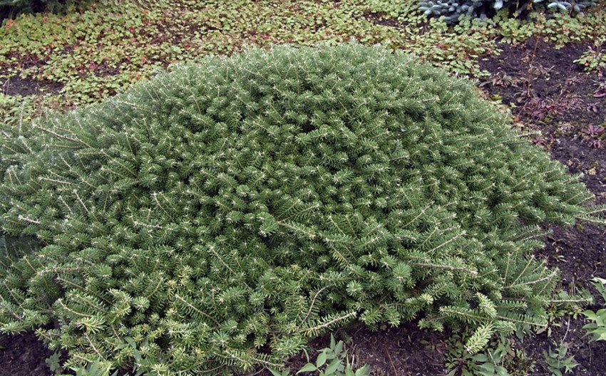 Ялиця Green Carpet Ялиця Green Carpet