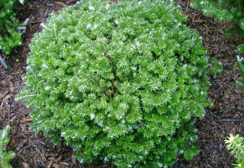 Ялиця корейська Тундра Ялиця корейська Тундра