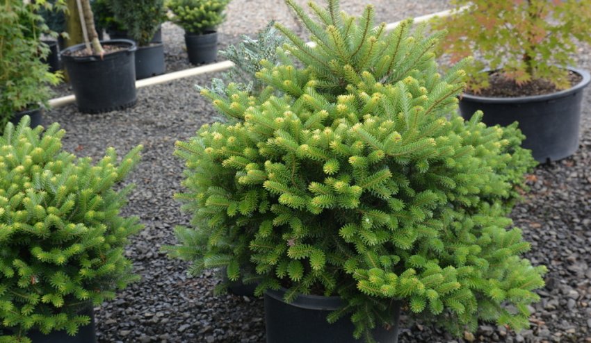 Ялиця Ауреа Ялиця Ауреа