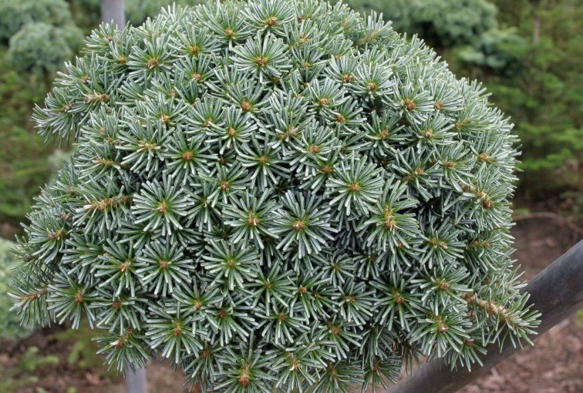 ялиця Корейська Блауер Ескімо ялиця Корейська Блауер Ескімо