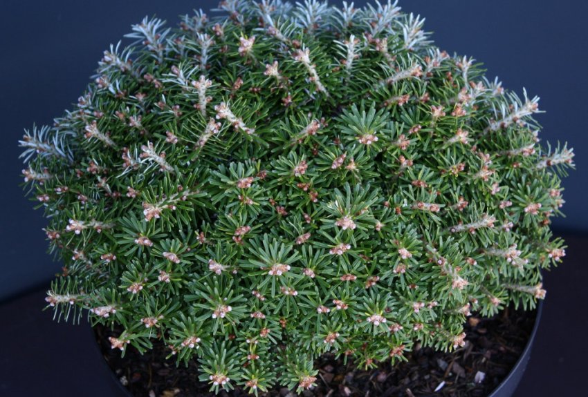 Ялиця Крістал Кугель Ялиця Крістал Кугель