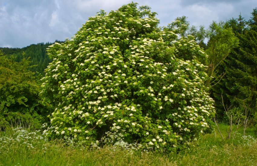 Бузина чорна