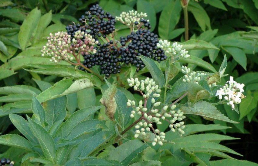 Квітки і ягоди чорної бузини