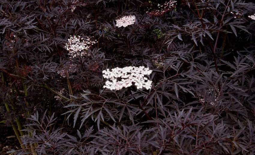 Бузина чорна Black Lace