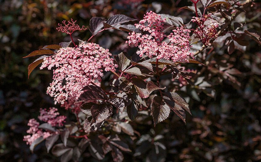 Бузина Cuino Purple