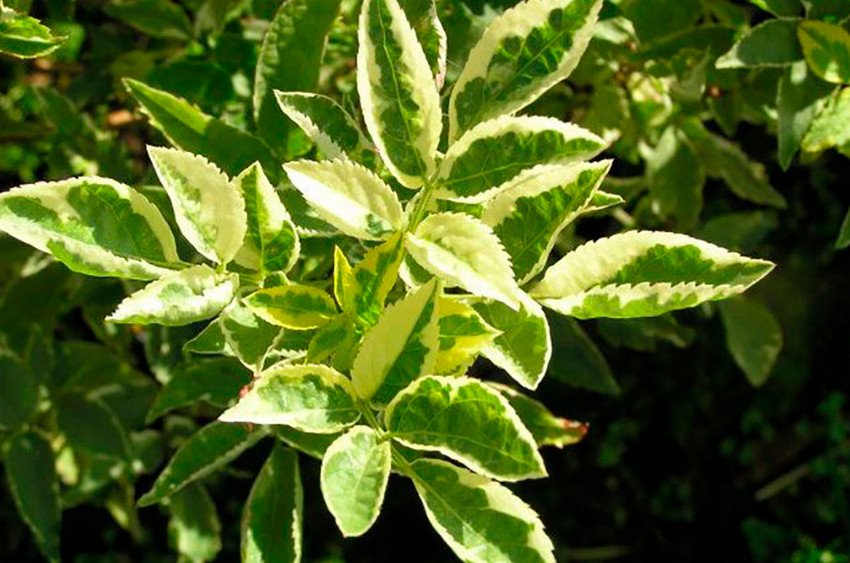 Бузина чорна Madonna