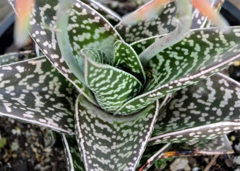 Алое строкате: догляд в домашніх умовах