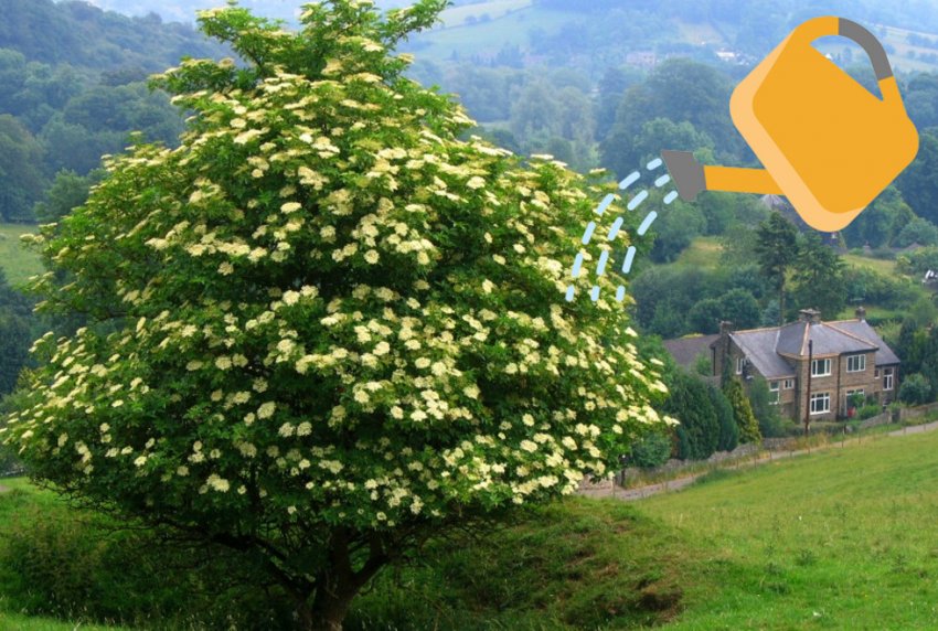 Полив бузини