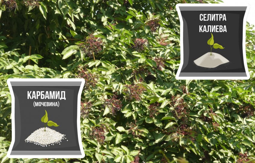 Підживлення бузини