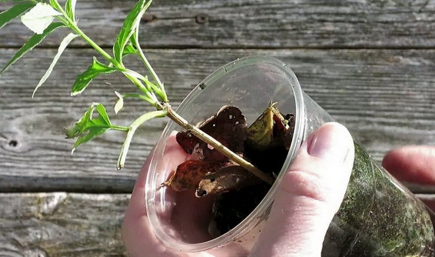 Розмноження бузини живцями