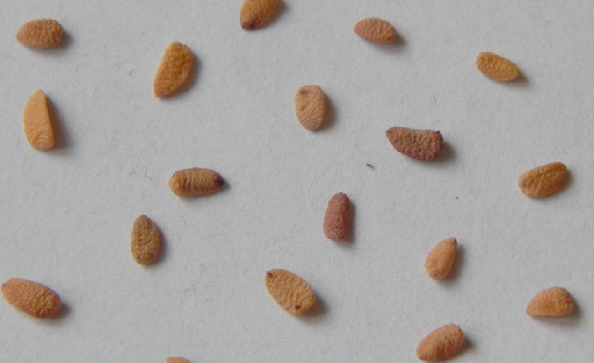 Насіння бузини