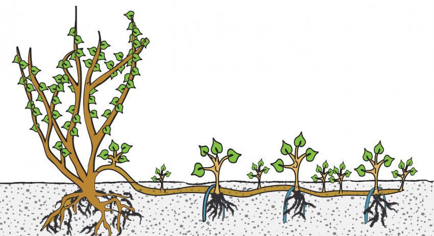 Розмноження бузини відведеннями