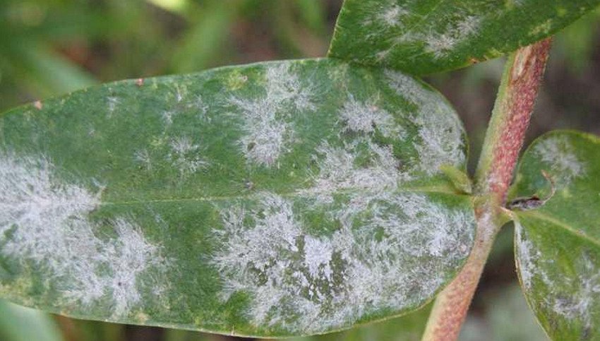 Борошниста роса бузини