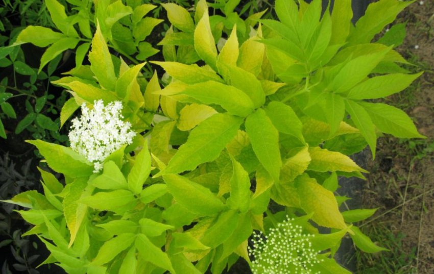 Листя бузини