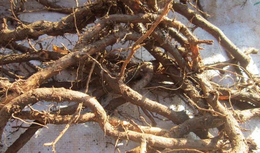 Коріння бузини