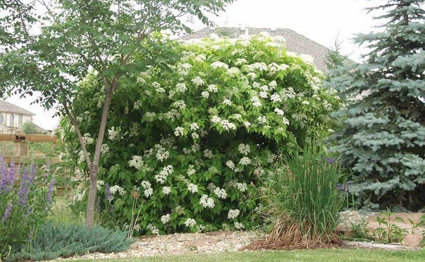 Бузина в саду