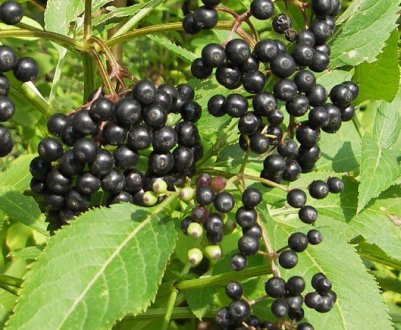Бузина чорна: докладний опис виду, популярні сорти