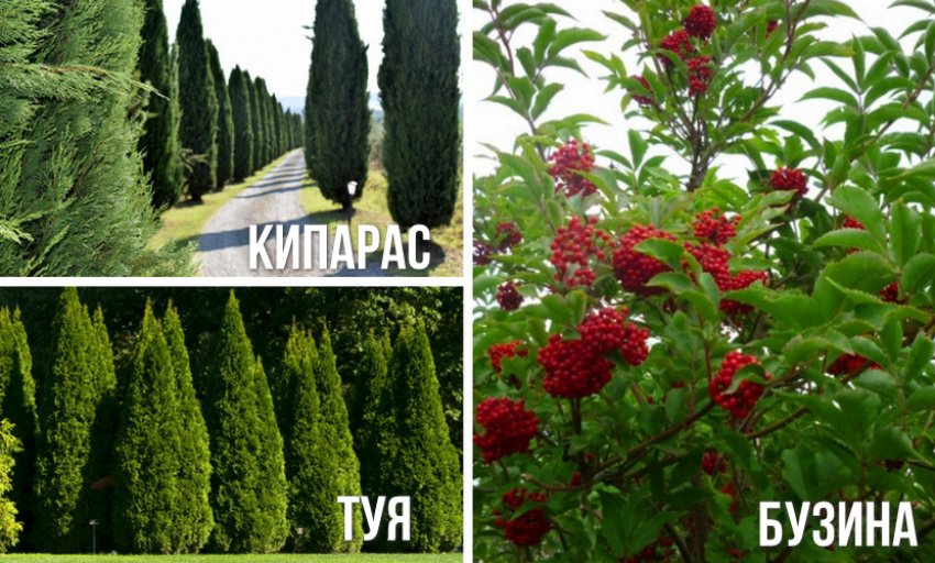 Сусіди червоної бузини Сусіди червоної бузини