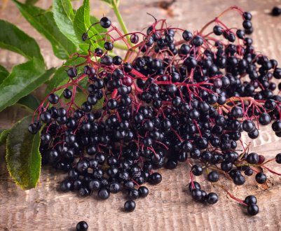 Чорна бузина в онкології і чи можна з її допомогою вилікувати рак