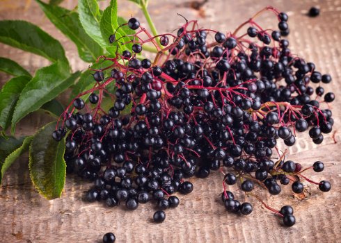 Чорна бузина в онкології і чи можна з її допомогою вилікувати рак