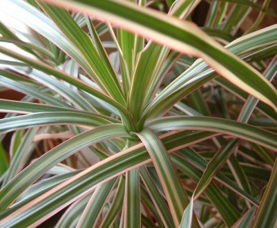 Чому жовтіє листя драцени в домашніх умовах: основні причини, що при цьому робити