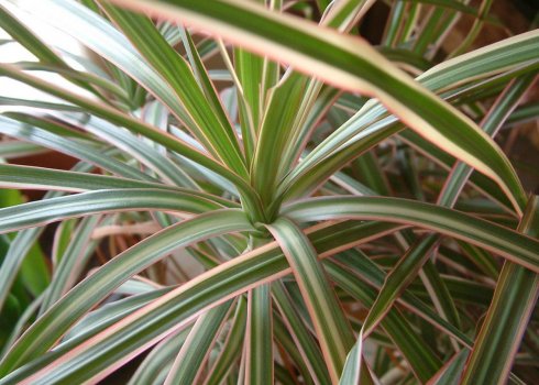 Чому жовтіє листя драцени в домашніх умовах: основні причини, що при цьому робити