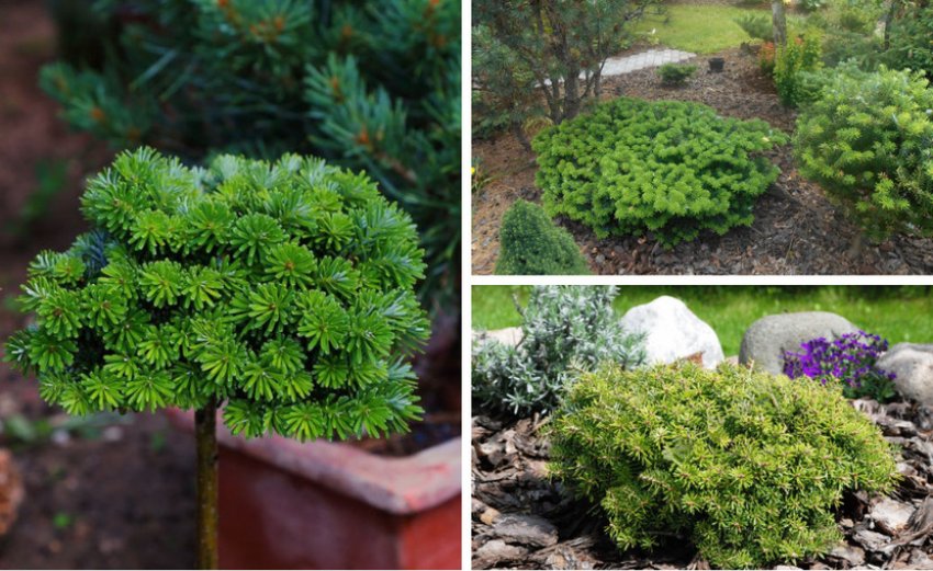 Бальзамічна ялиця в ландшафтному дизайні