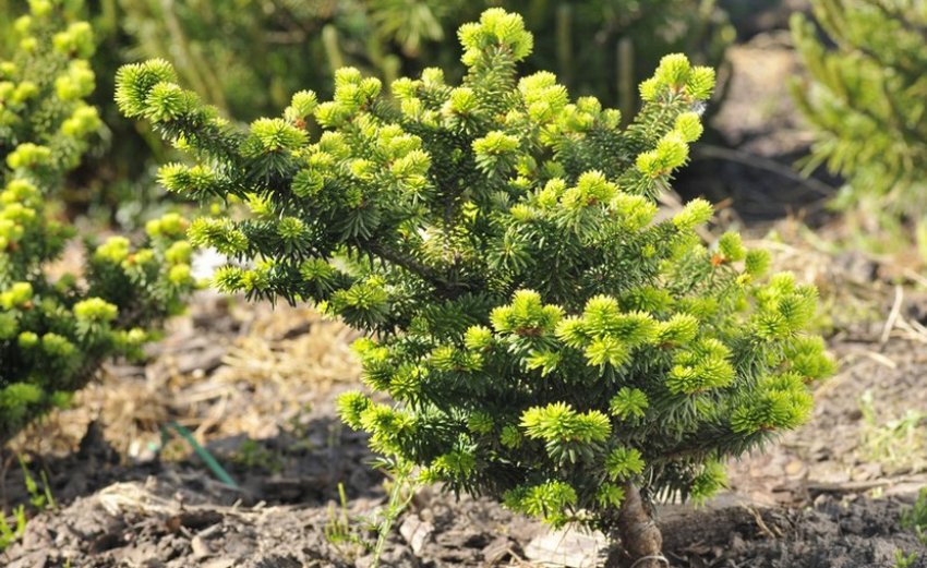 Сорт ялиці Kiwi