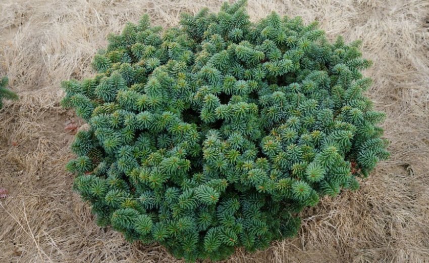 Сорт ялиці Нана