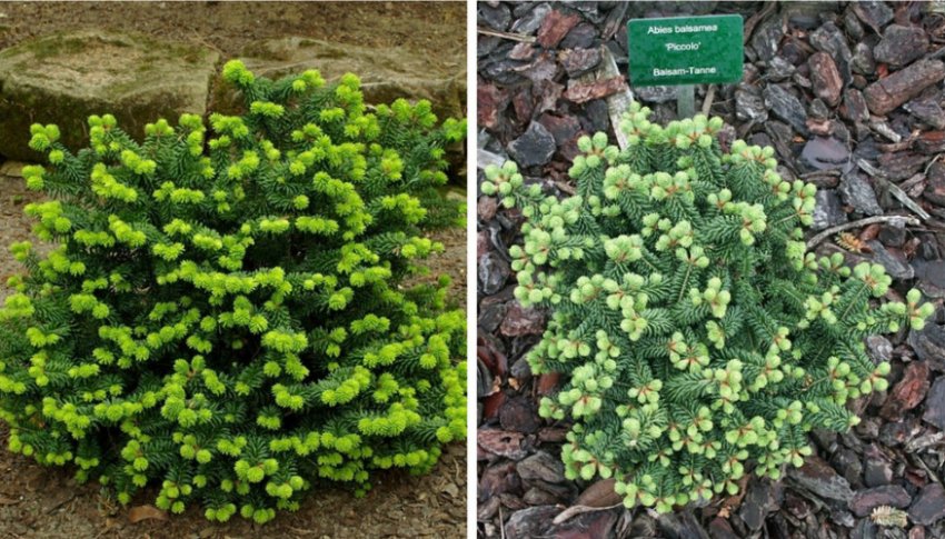 Сорт ялиці Пікколо