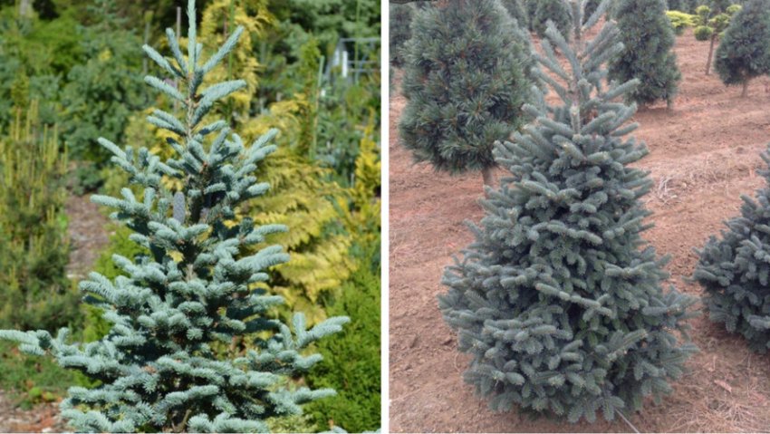 Сорт ялиці Тайлер блю