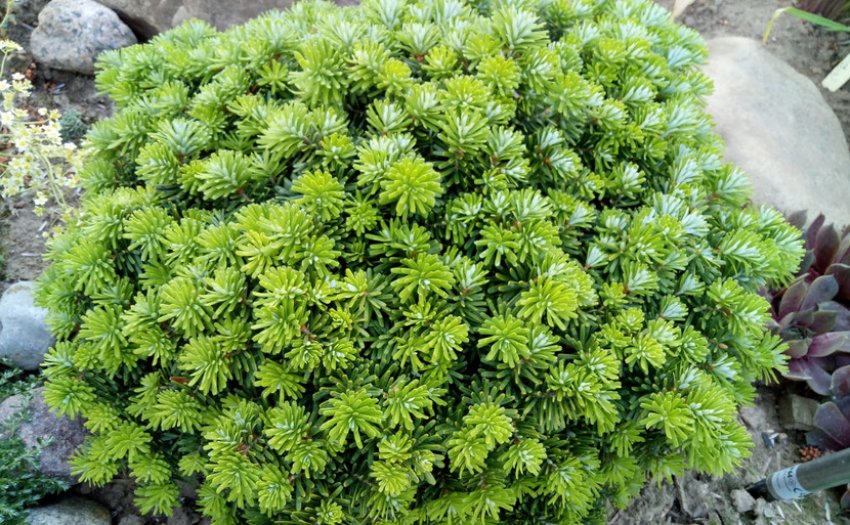 Сорт ялиці Діамант