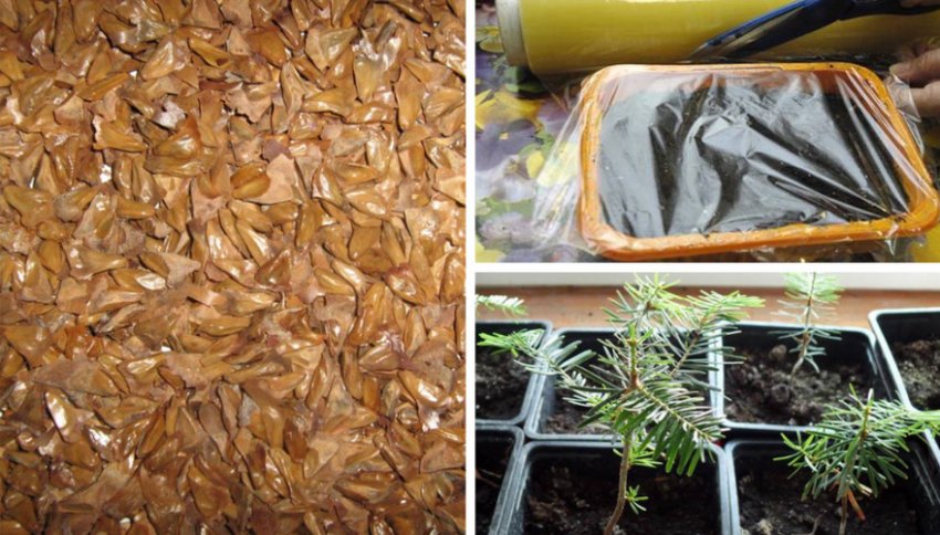 Розмноження ялиці насінням