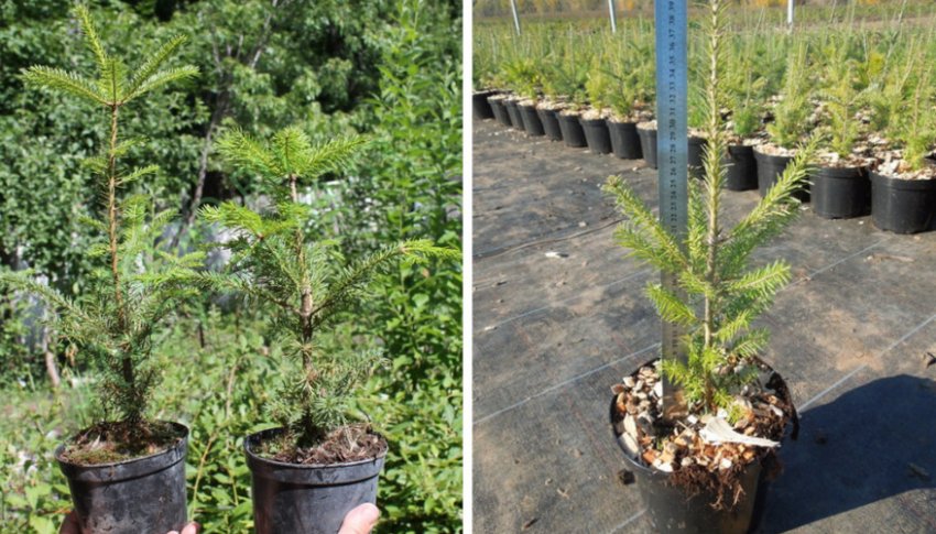 Саджанці бальзамічної ялиці