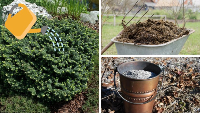 Полив і добриво бальзамічної ялиці