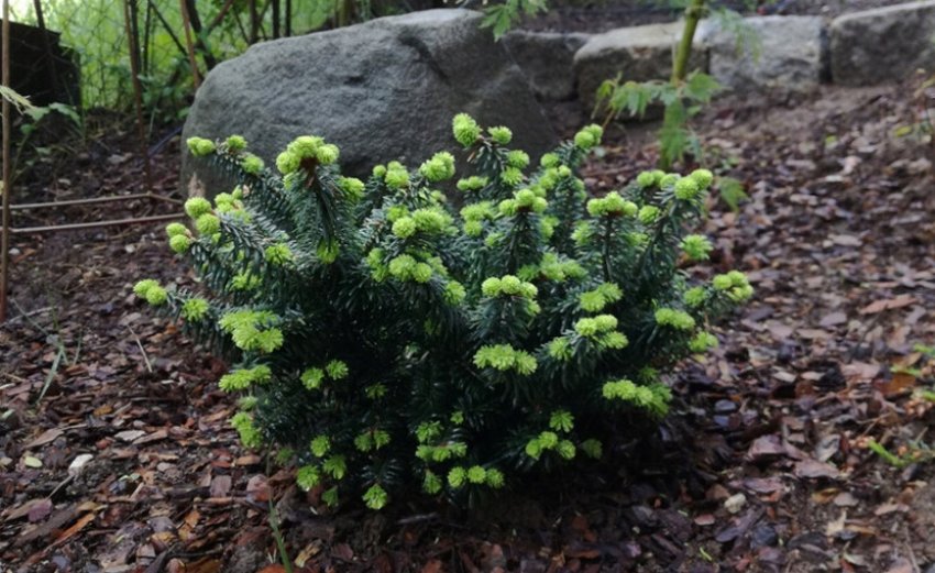 Мульчування бальзамічної ялиці