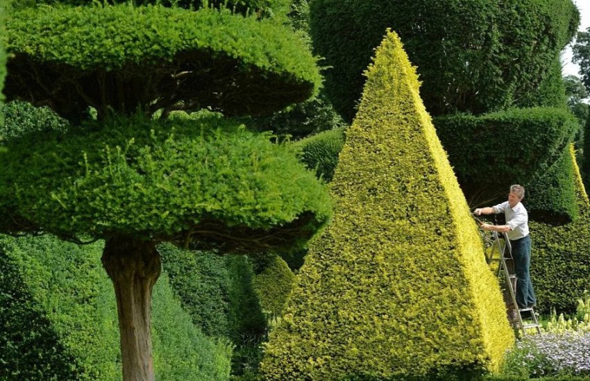 Обрізка туї пірамідальної форми Обрізка туї пірамідальної форми