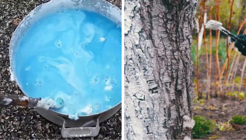 Побілка стовбура смереки