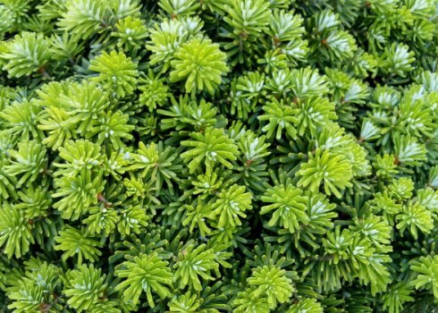 Опис ялиці бальзамічної сорти Діамант, посадка і догляд