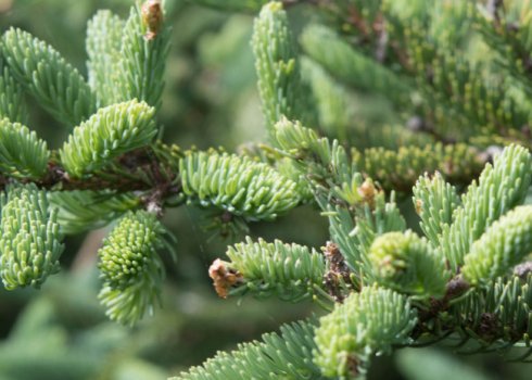 Опис ялиці бальзамічної Нана, посадка і догляд за нею